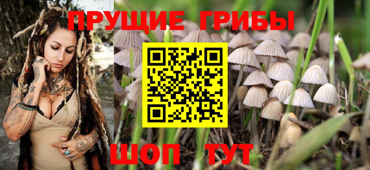 Галлюциногенные грибы Psilocybine cubensis Каменск-Шахтинский