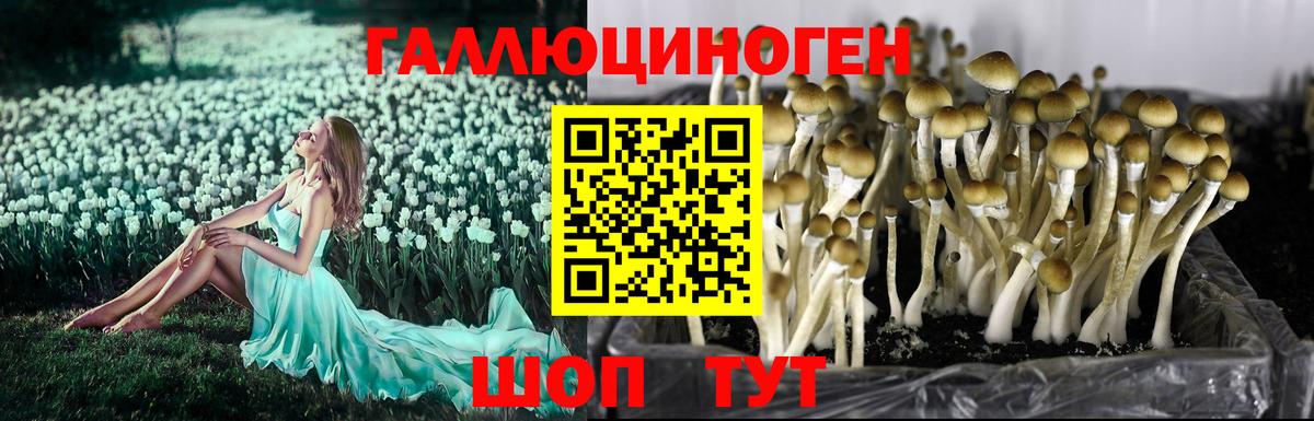купить наркотики сайты  Вход с VPN  Галлюциногенные грибы GOLDEN TEACHER  Каменск-Шахтинский  Галлюциногенные грибы Psilocybine cubensis 